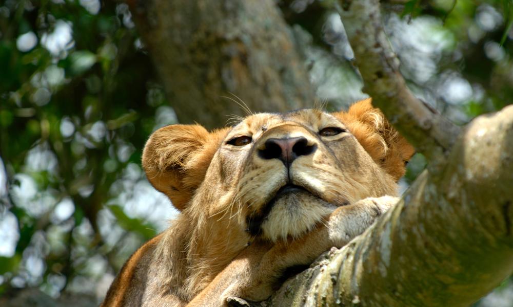 The magnificent lion: the symbol of Africa | WWF
