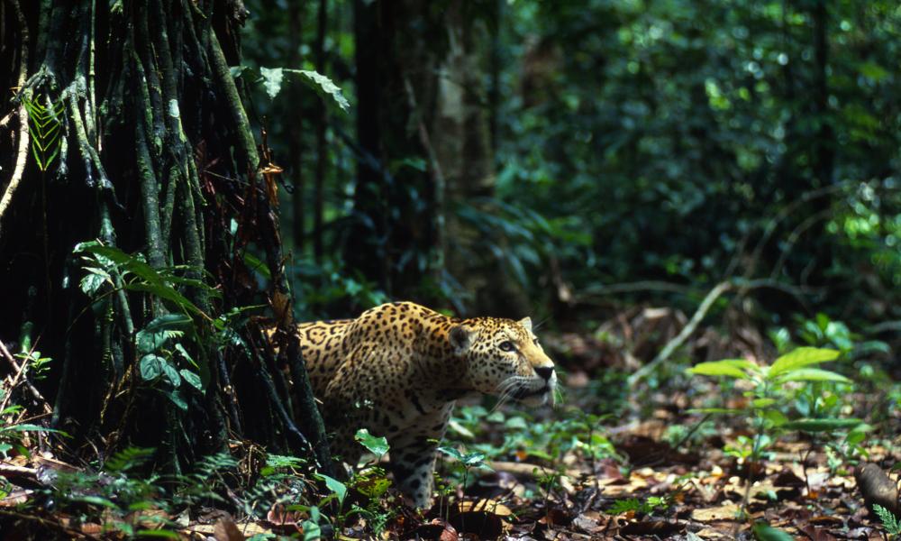 Jaguar: the Amazon's amazing swimming cat | WWF