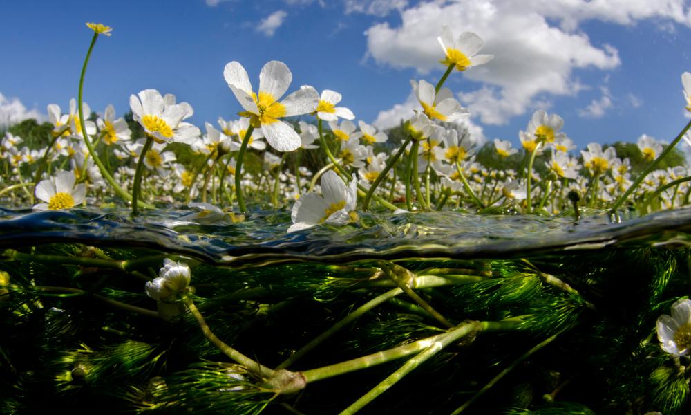 Crowfoot flowers in clear water, Hampshire