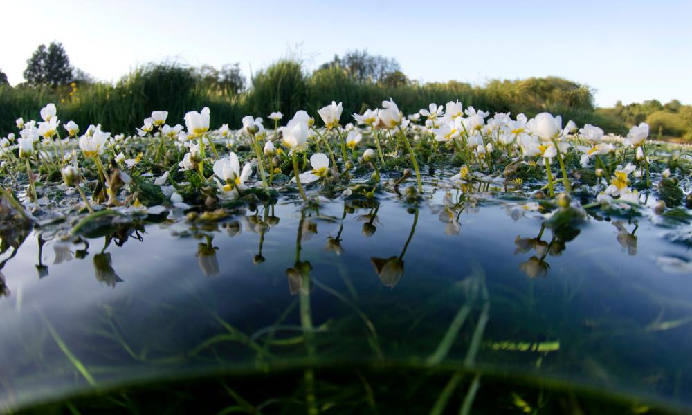 Topside photo showing the chalk stream water crowfoot flowers
