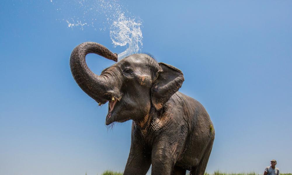 Asian elephant washing itself in a stream