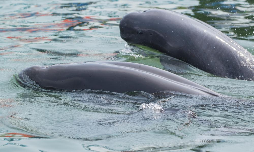 2 Yangtze finless porpoises