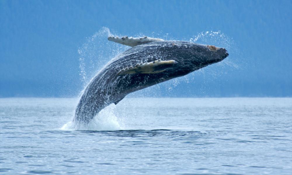 Humpback whale breaching