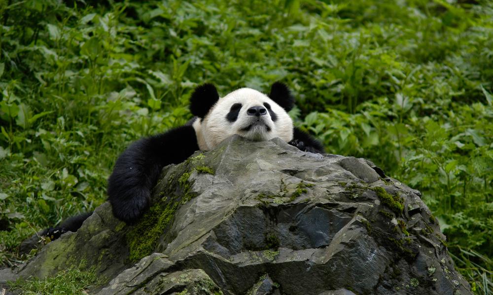 Panda asleep on a rock