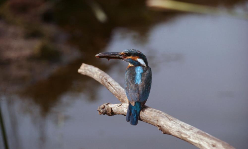 Common Kingfisher