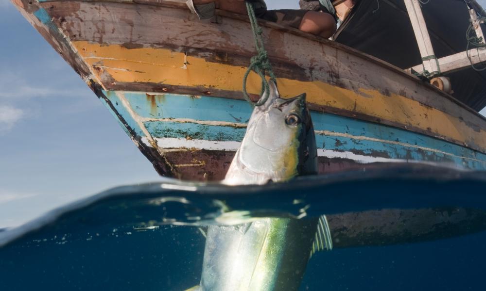 Fisherman pulling up a newly caught yellowfin tuna