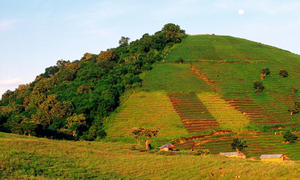 Deforestation for agriculture on Virunga's park boundary