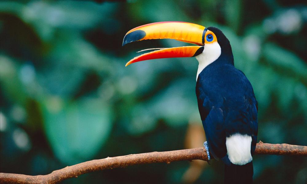 Toco toucan in a tree in the Igazu National Park, Brazil - © Staffan Widstrand / WWF