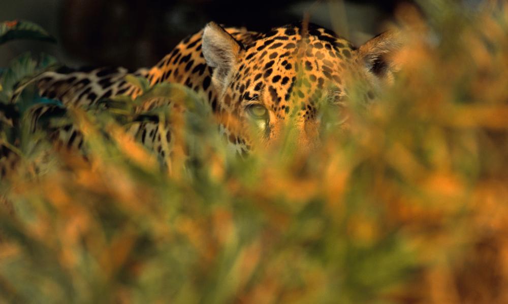 Jaguar stalking prey in long grass