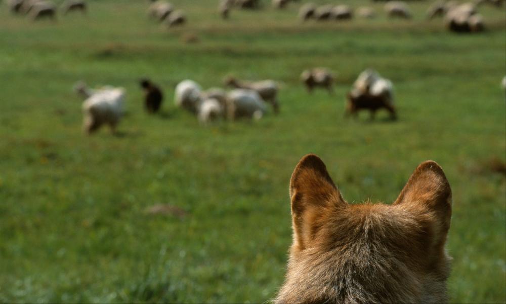 European Wolf looking at sheep grazing