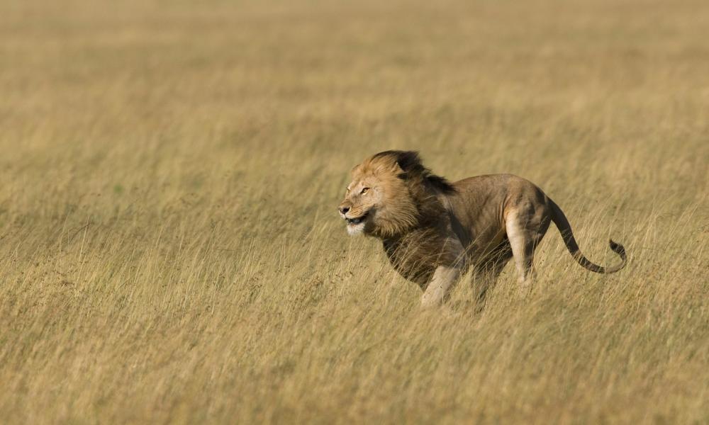 Top 10 facts about Lions | WWF