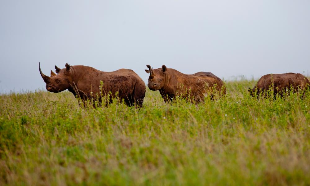 Black rhinos in Nairobi National Park, Kenya