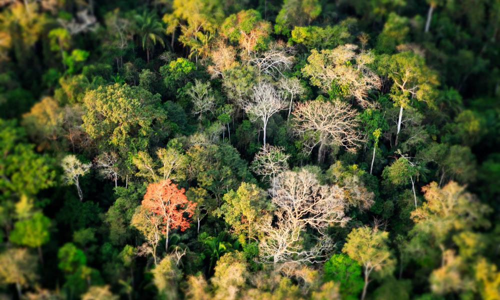Aerial shot of Amazon rainforest in Acre, Brazil