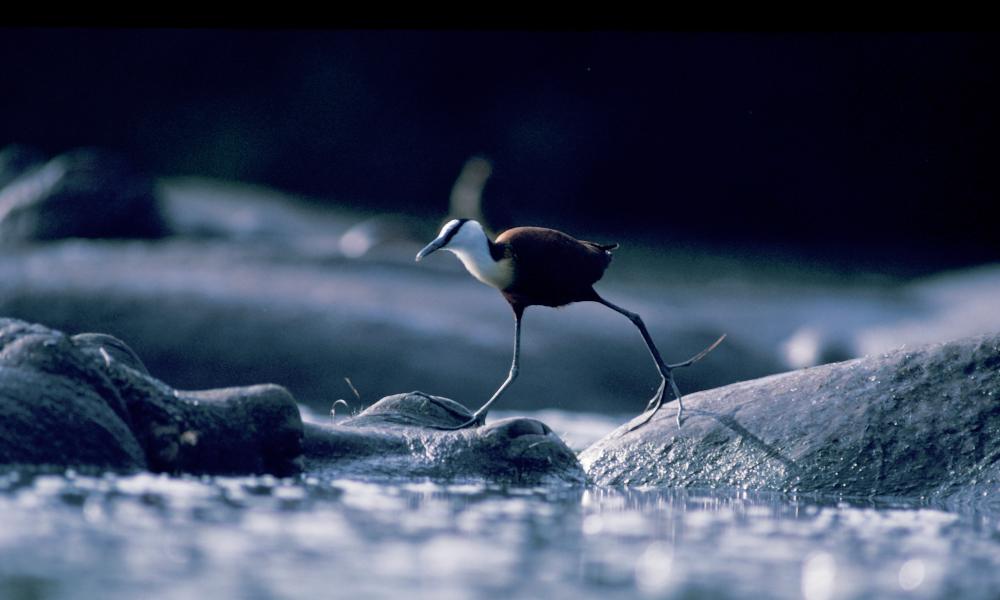 African jacana walking over Hippos