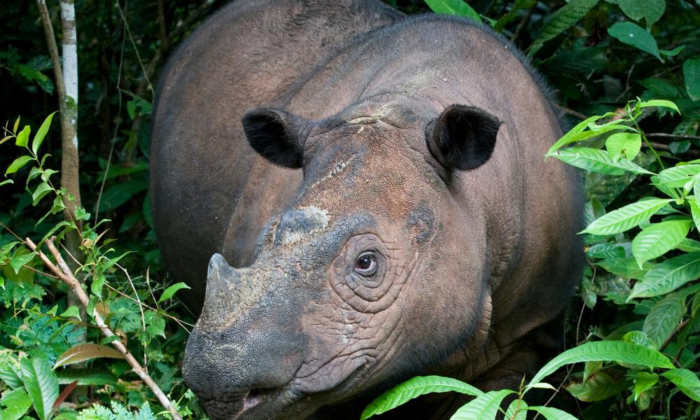 Asian rhinos | WWF