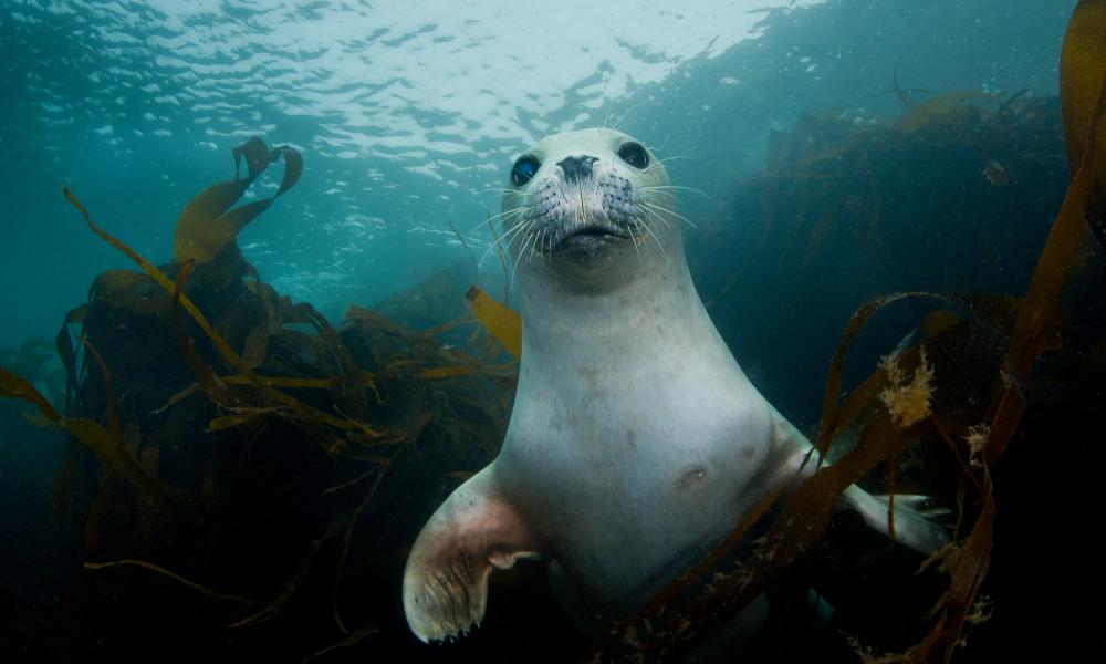 A young harbour or common seal in the UK seas off of Devon