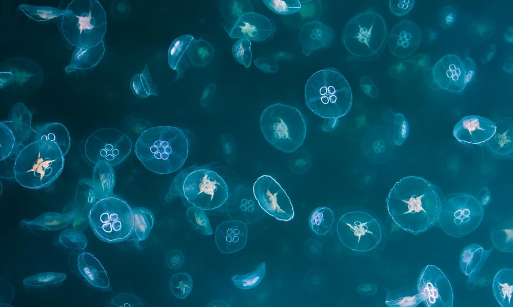 Swarm of common / moon jellyfish in sea loch, Isle of Mull, Scotland