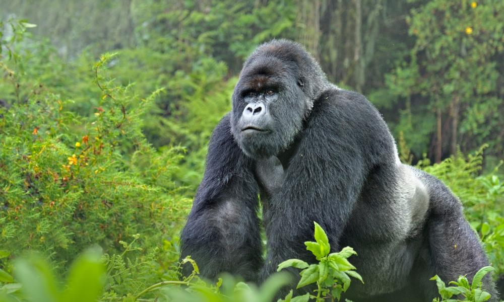 Mountain gorilla - © naturepl.com / Andy Rouse / WWF