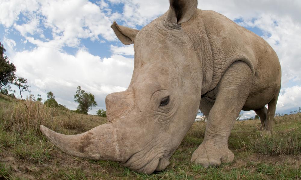Close up of a grazing southern white rhinoceros in Kenya