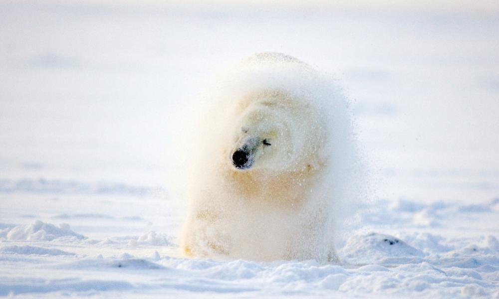Polar bear shaking off snow