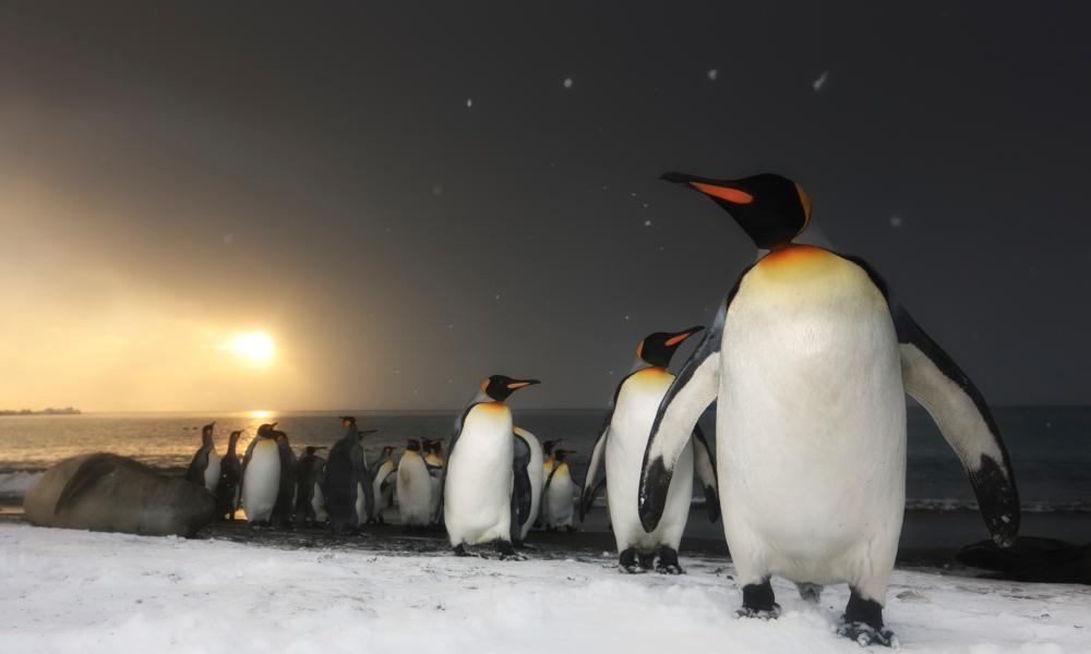King Penguins at sunrise