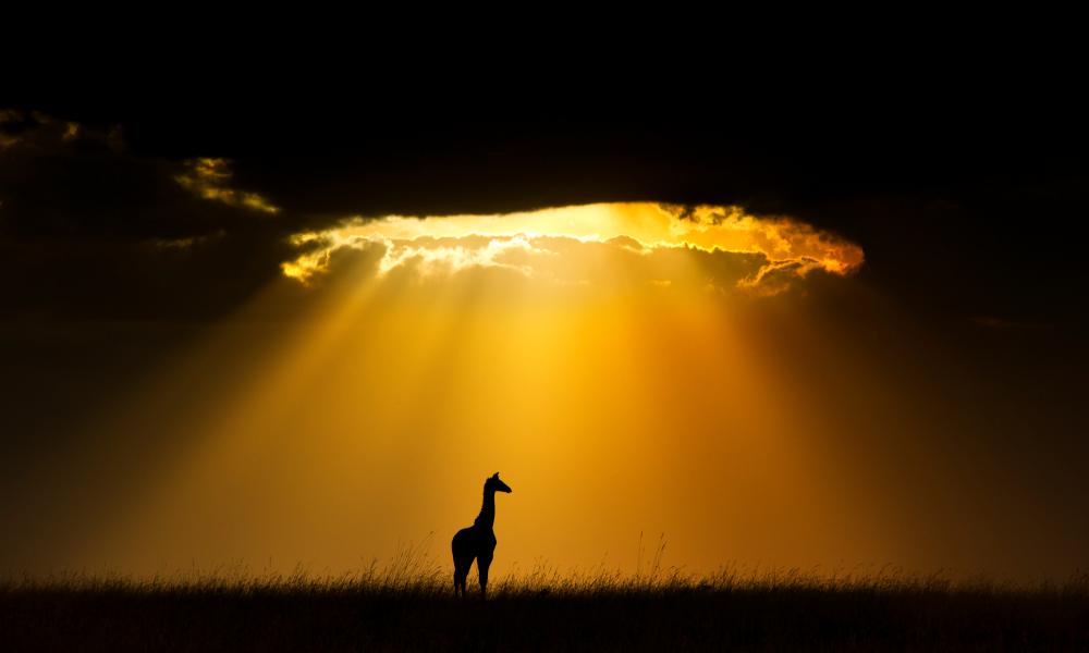 Maasai Giraffe silhouetted by the setting sun, Maasai Mara