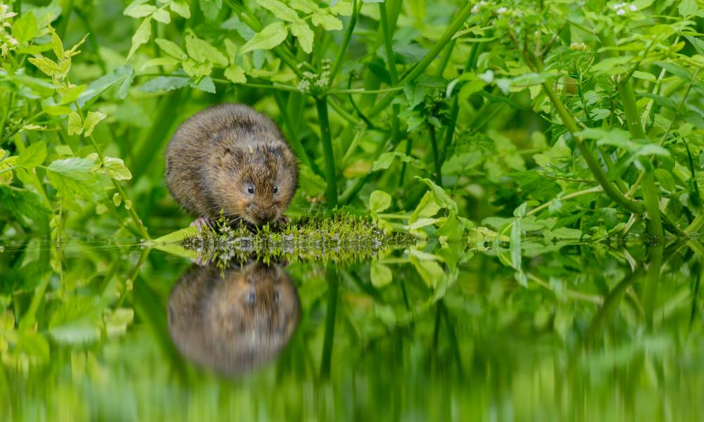 Water vole