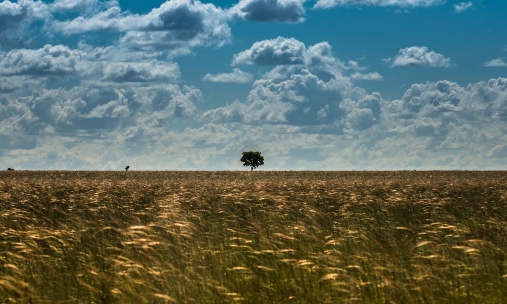 PUERTO CARREÑO, COLOMBIA - JULY 4, 2015: The savannah in the Bojonawi Natural Reserve along the Orinoco River.