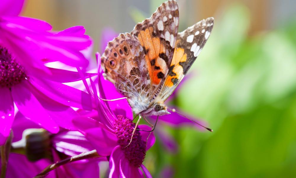 A Painted Lady butterfly feeding on garden flowers, UK.
