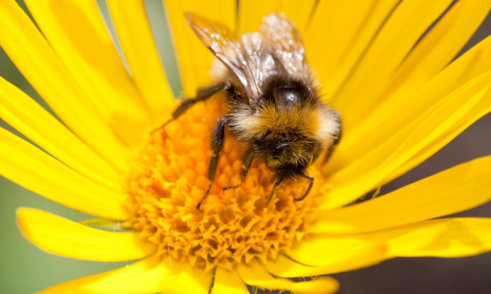 Bumblebee feeding on garden plants.