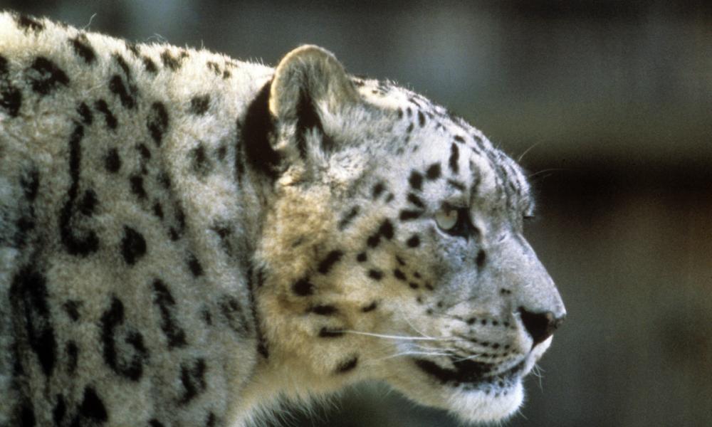 Snow leopard (Uncia uncia or Panthera uncia)
