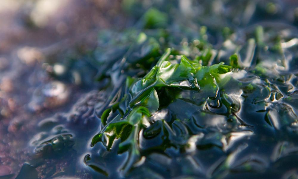 Harvesting seaweed from the Atlantic Ocean with the Talty family who run the Wild Irish Sea Veg Company at Caherush, Spanish Point, Co. Clare, Ireland.