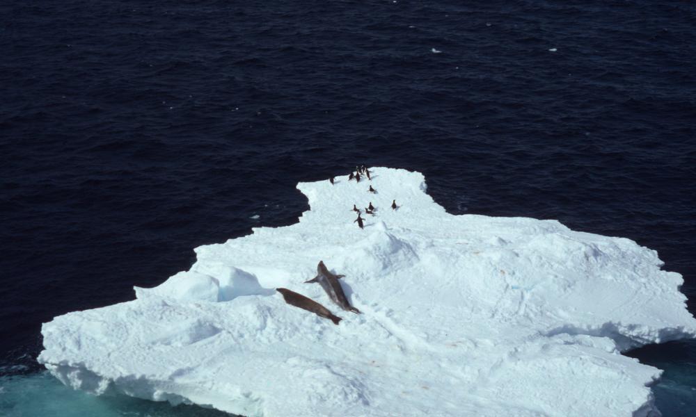 Lobodon carcinophagus & Pygoscelis adeliae Crabeater seal & Adelie penguin Several on an iceberg Antarctica