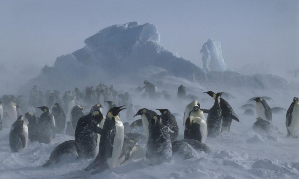 Aptenodytes forsteri Emperor penguin Adults & chicks in snow storm Dawson-Lambton Glacier, Antarctica