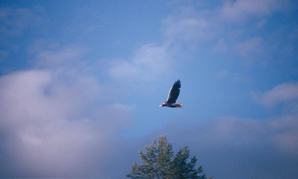 Steller's sea eagle (Haliaeetus pelagicus) flying over a Mandchurian temperate broadleaf