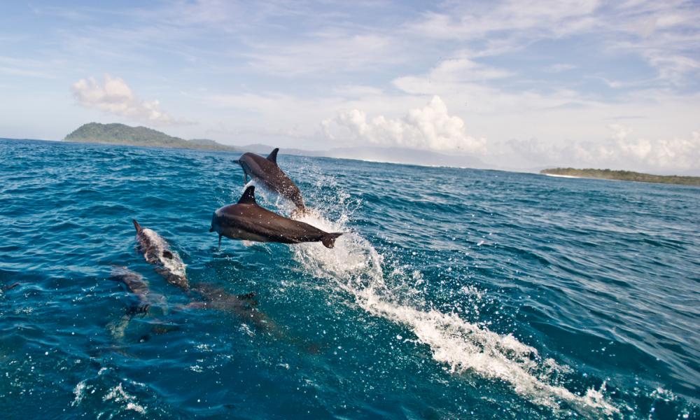 Spinner dolphins, Coast of Soloman islands