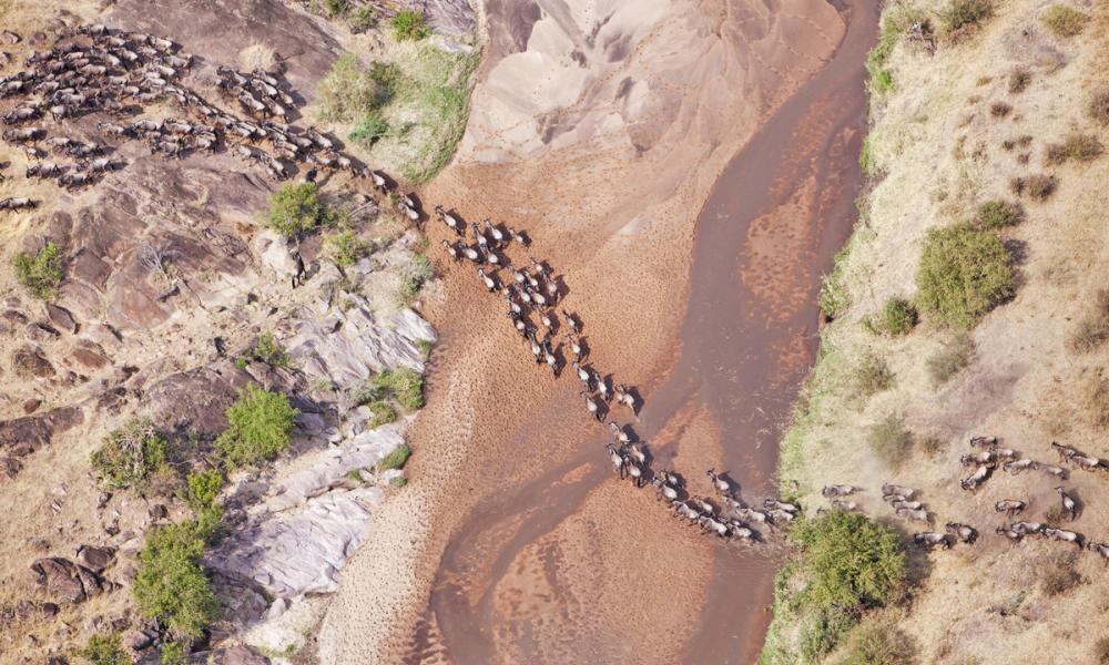 Aerial view of the Blue Wildebeest (Connochaetes taurinus) migration. Up to 1.5 million wildebeest move through the Mara/Serengeti ecosystem each year. This is one of the worlds last great animal migrations. Masai Mara National Reserve. Kenya
