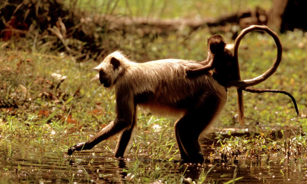 Hanuman langur or Common gray langur, Presbytis entellus, mother foraging in grass with young on her back . Bandhavgarh National Park, Madhya Pradesh, India