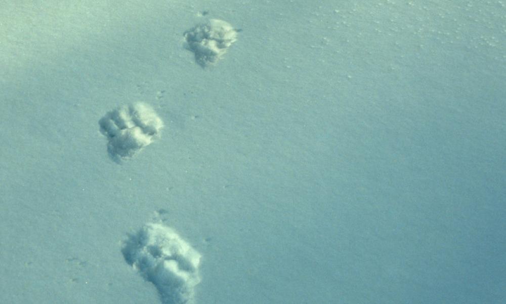 Tracks of wild Amur leopard in snow (Panthera pardus orientalis) Kedrovapad NR, Far East Russia,