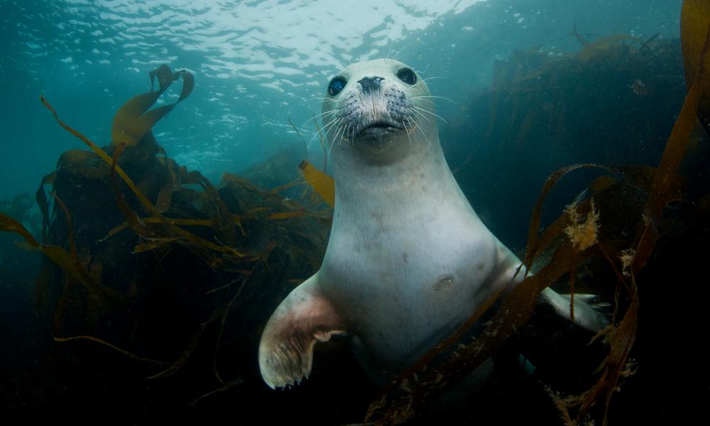 A young harbour or common seal (Phoca vitulina) head portrait in kelp. Lundy Island, Devon, England, UK. Bristol Channel, North East Atlantic Ocea