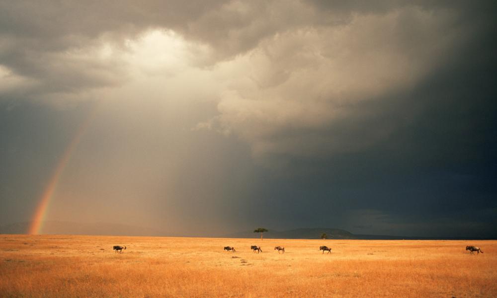 Storm cloud and rainbow over Wildebeest on Masai Mara GR, Kenya