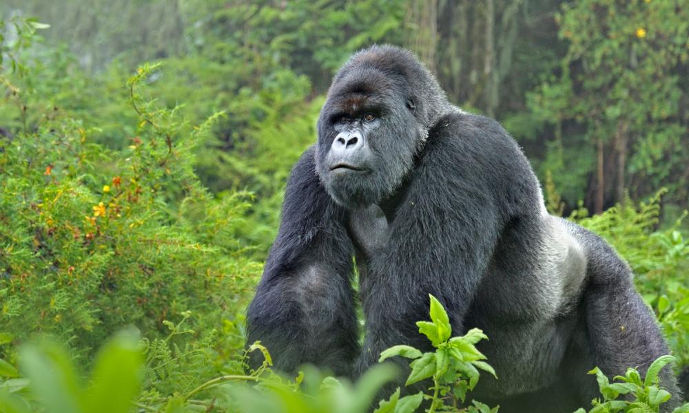 Male silverback mountain gorilla Volcanoes National Park, Rwanda, Africa