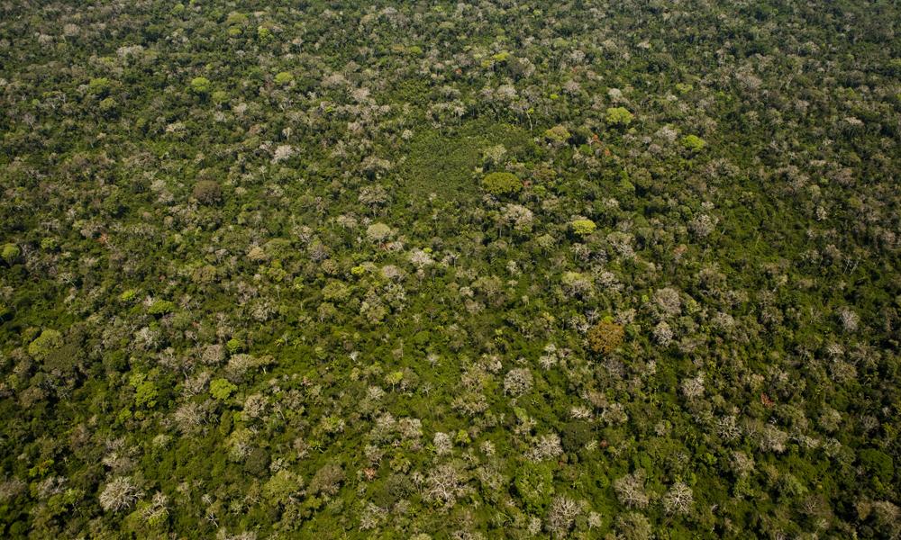 Amazon rainforest aerial