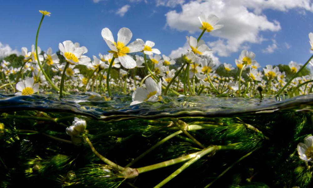Spilt level landscape of the River Itchen, UK - © Charlotte Sams / WWF-UK