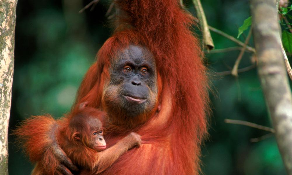 Orang utan female called Suma with male baby