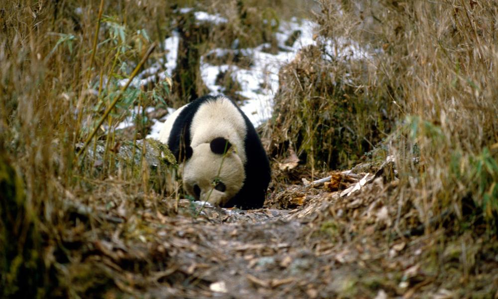 Panda sniffing the ground