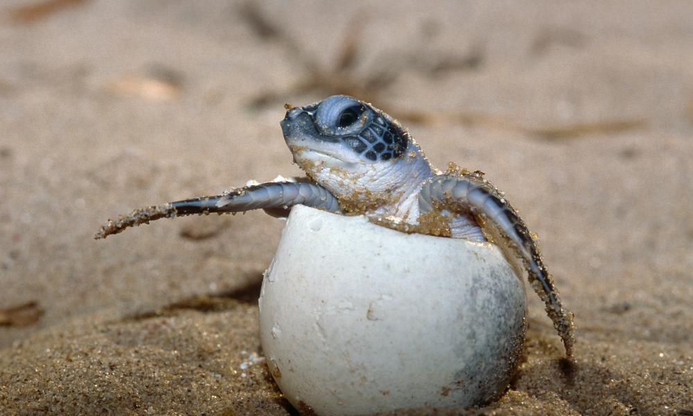 Green turtle hatchling breaking out of its egg