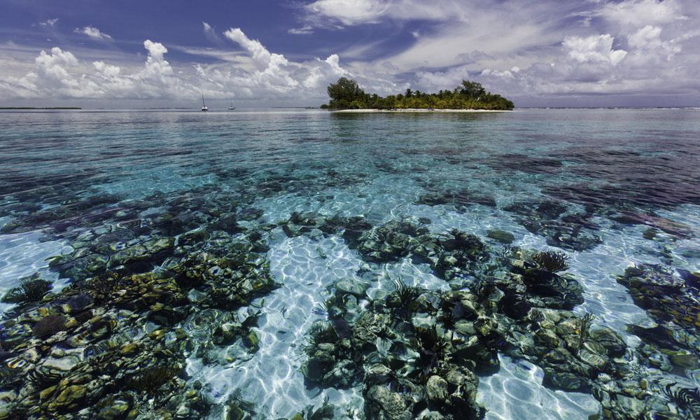Belize reef