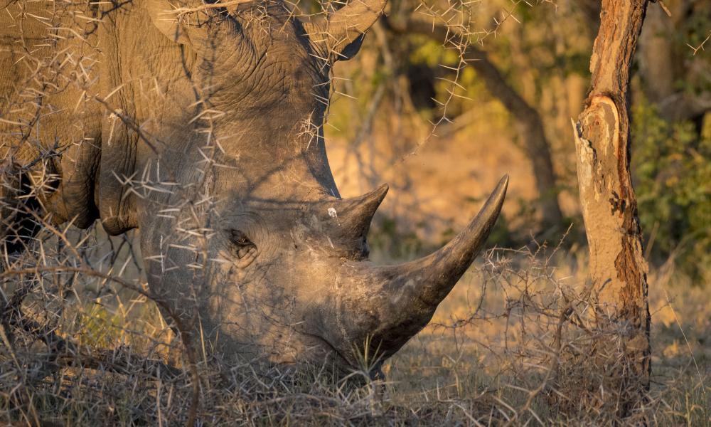 Grazing white rhino