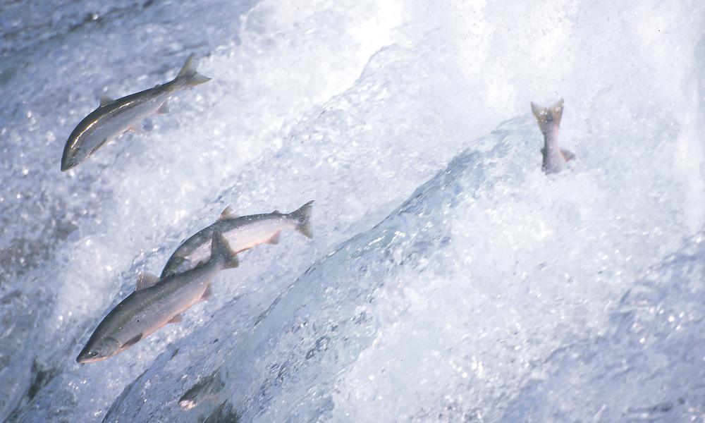 Sockeye Salmon